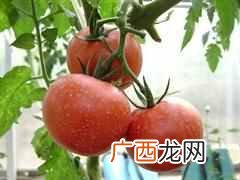 近视眼吃什么好明日养眼（多吃哪些食物对视力