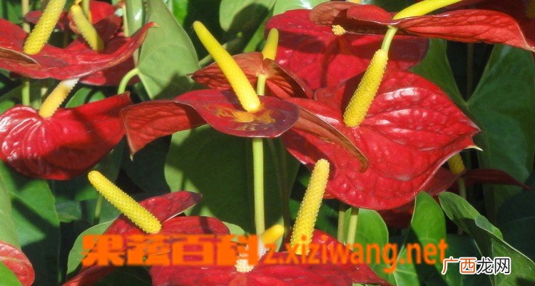 家庭红掌如何养 家庭红掌的养殖方法