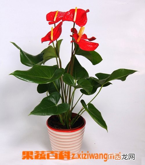 家庭红掌如何养 家庭红掌的养殖方法