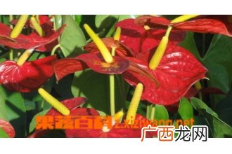 家庭红掌如何养 家庭红掌的养殖方法