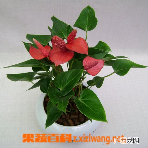 家庭红掌如何养 家庭红掌的养殖方法