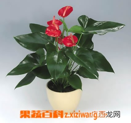 家庭红掌如何养 家庭红掌的养殖方法