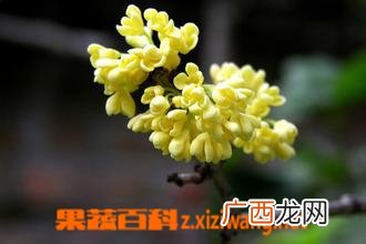 盆栽桂花的养殖方法