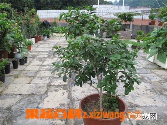 盆栽桂花的养殖方法