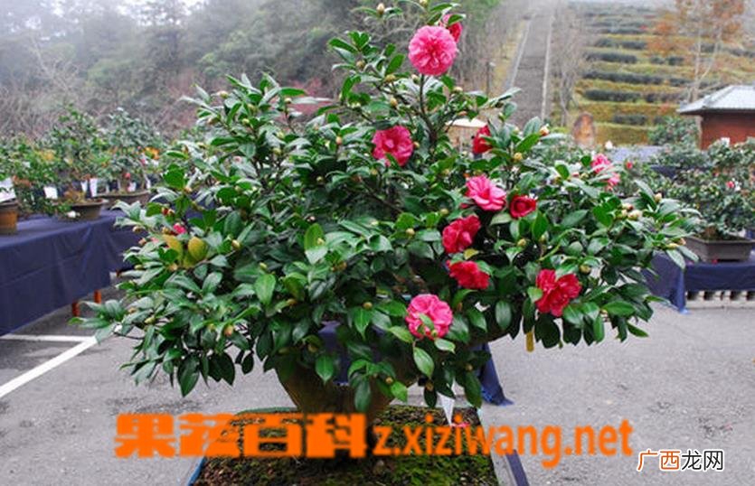 盆栽茶花如何养殖 盆栽茶花的养殖方法