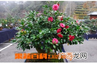 盆栽茶花如何养殖 盆栽茶花的养殖方法