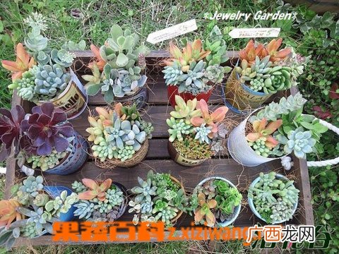 多肉植物该如何养护 多肉植物的养殖方法技巧