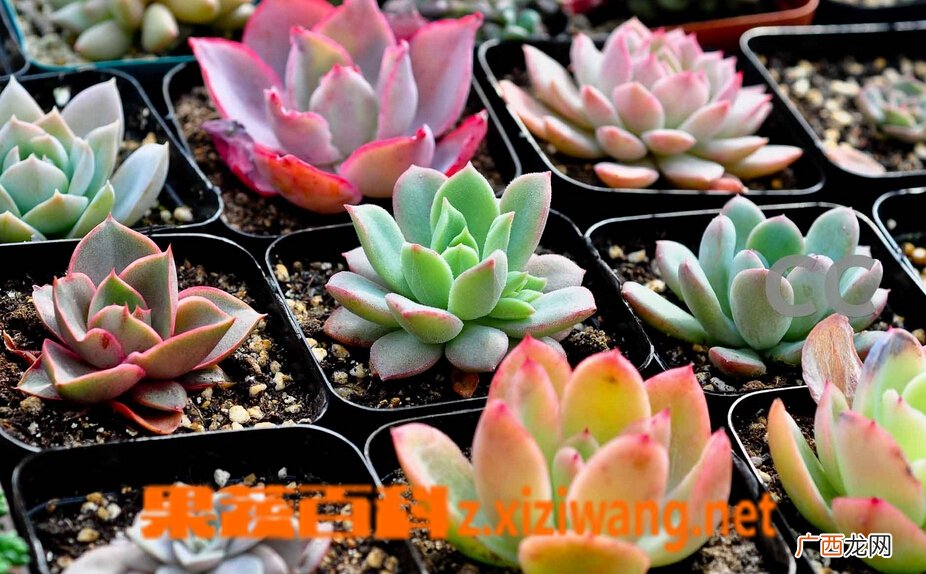 多肉植物该如何养护 多肉植物的养殖方法技巧