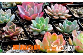 多肉植物该如何养护 多肉植物的养殖方法技巧