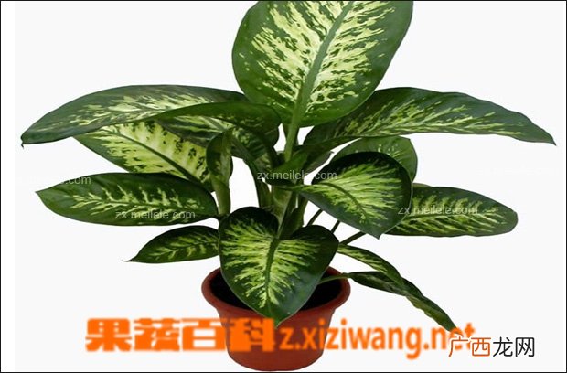 盆栽金钱树如何种植 盆栽金钱树的养殖方法