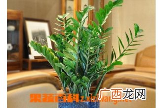 盆栽金钱树如何种植 盆栽金钱树的养殖方法