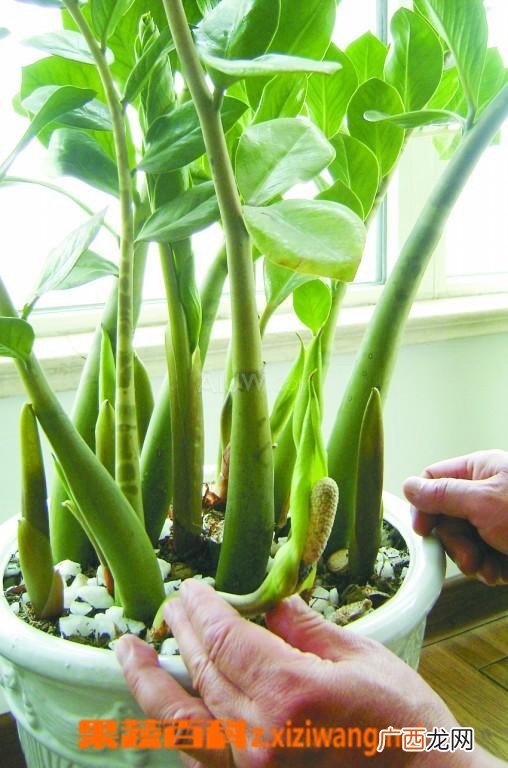 盆栽金钱树如何种植 盆栽金钱树的养殖方法