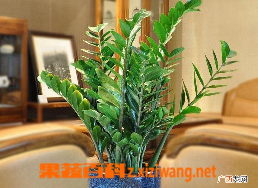 盆栽金钱树如何种植 盆栽金钱树的养殖方法