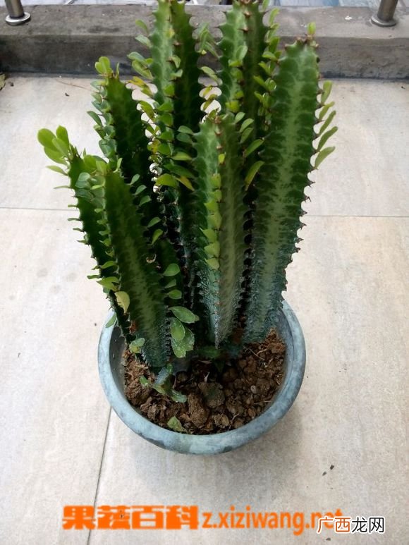 龙骨花如何养 龙骨花的养殖方法技巧