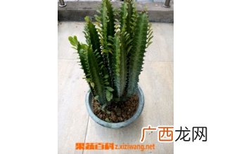 龙骨花如何养 龙骨花的养殖方法技巧
