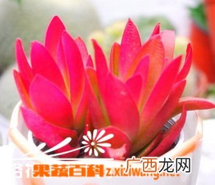 多肉植物初级配土方法