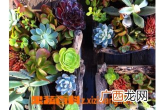 多肉植物初级配土方法