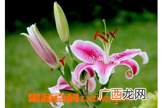 香水百合如何养殖 香水百合的繁殖方法