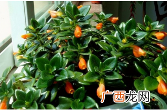 金鱼吊兰掉叶子是什么原因 如何解决