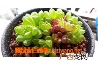多肉植物冰灯玉露养殖方法和注意事项