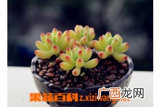 多肉植物八千代养殖方法