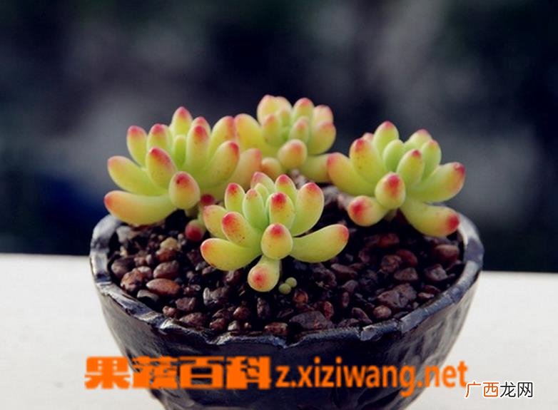 多肉植物八千代养殖方法
