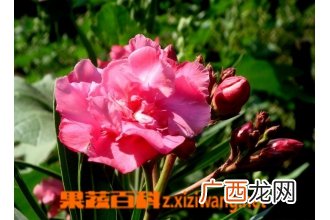 夹竹桃图片 夹竹桃有毒吗