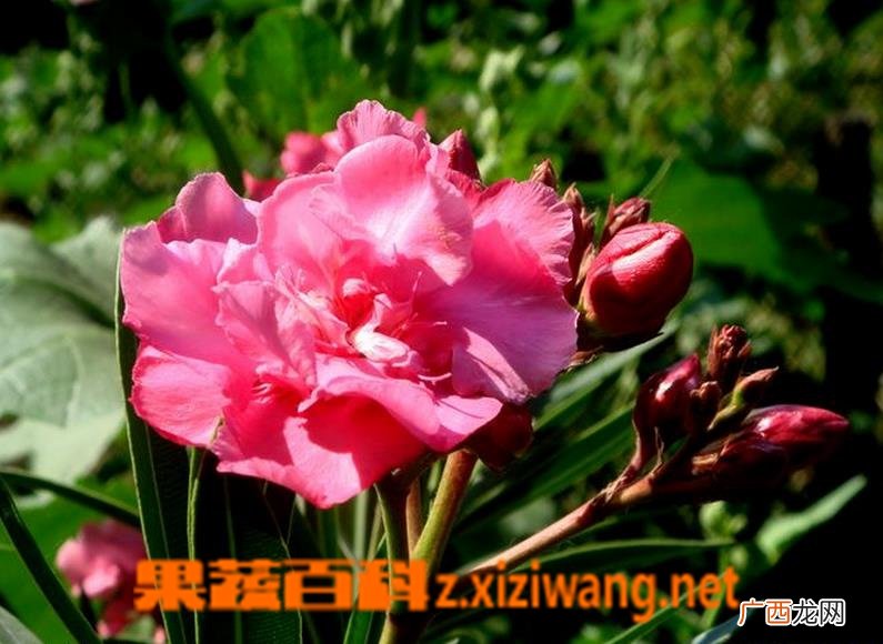 夹竹桃图片 夹竹桃有毒吗