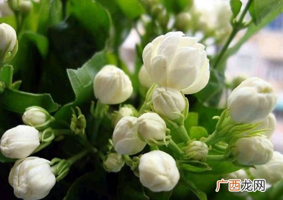 茉莉花怎么繁殖扦插