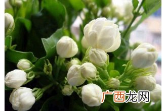 茉莉花怎么繁殖扦插