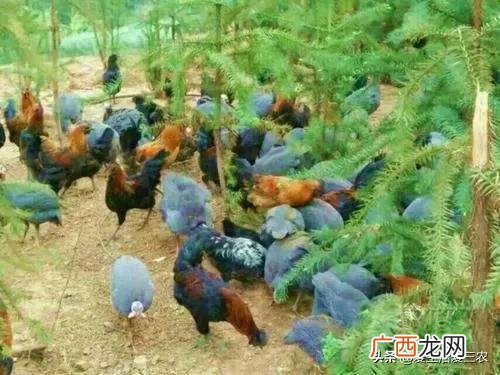 农村致富新项目新点子 适合农村发展的新商机