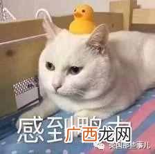 宠物跨省托运 宠物托运