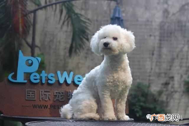 宠物跨省托运 宠物托运