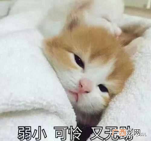 宠物跨省托运 宠物托运