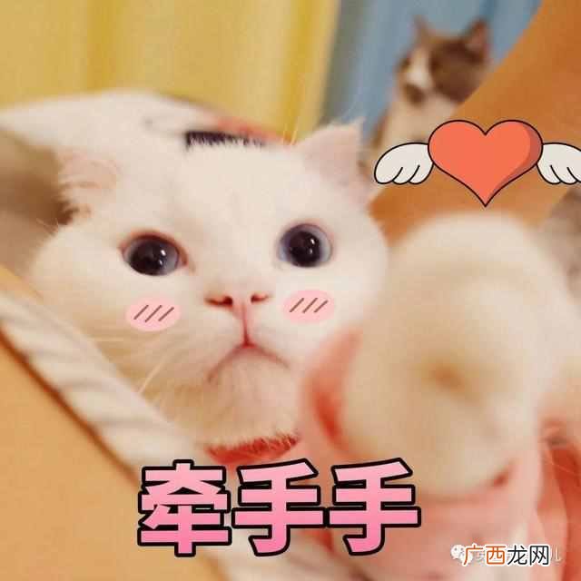 宠物跨省托运 宠物托运