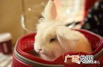 宠物跨省托运 宠物托运