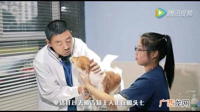 正规宠物医院 宠物医院