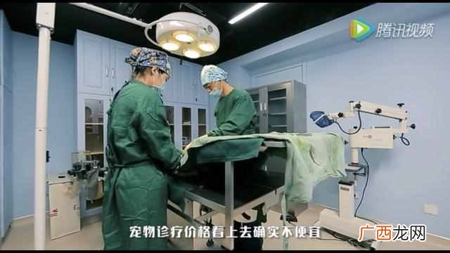 正规宠物医院 宠物医院