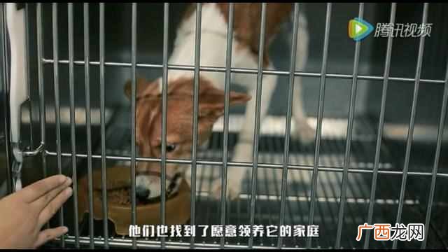 正规宠物医院 宠物医院