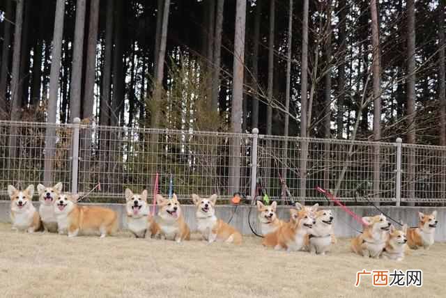 宠物连连看是什么 宠物连连看