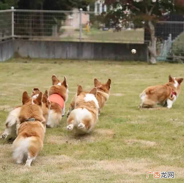 宠物连连看是什么 宠物连连看