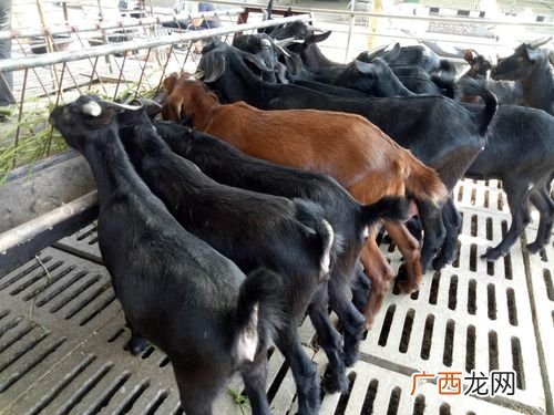 海南儋州竹鼠养殖 儋州雄起养殖