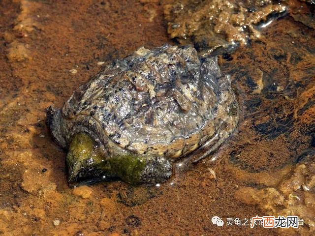 养鳄龟需要什么 鳄龟养殖需要办养殖证吗