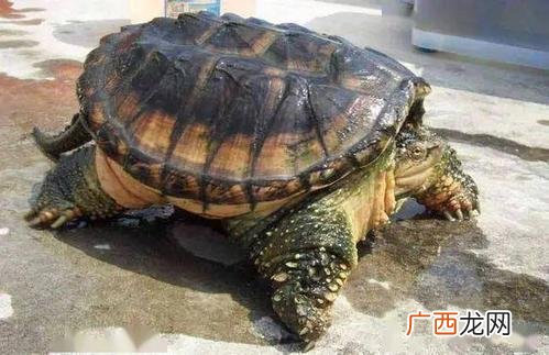 养鳄龟需要什么 鳄龟养殖需要办养殖证吗