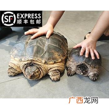 养鳄龟需要什么 鳄龟养殖需要办养殖证吗
