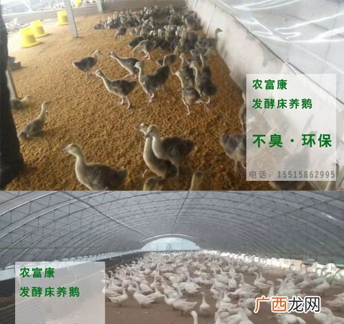 发酵床养牛的缺点 益生菌 发酵床养殖法