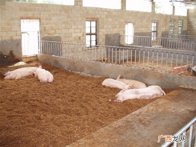 发酵床养牛的缺点 益生菌 发酵床养殖法