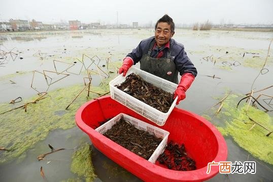 小龙虾养殖场 监利小龙虾养殖