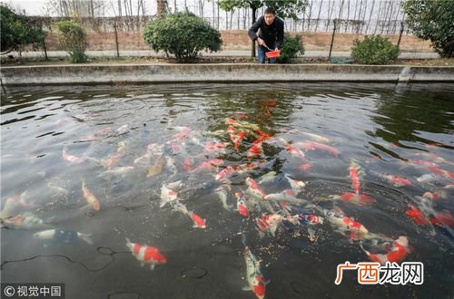 千姿观赏鱼养殖基地 姜堰观赏鱼养殖基地