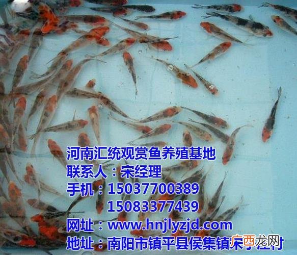 千姿观赏鱼养殖基地 姜堰观赏鱼养殖基地